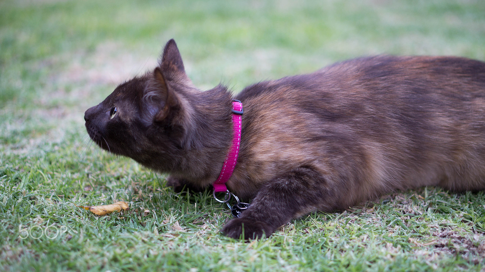 E 50mm F1.8 OSS sample photo. Choco photography