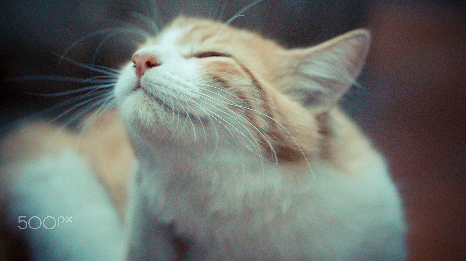 E 50mm F1.8 OSS sample photo. Cappuccino photography