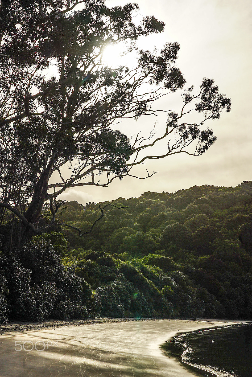 Sony a7S + Sony FE 70-200mm F4 G OSS sample photo. Stewart island discovery cruise photography