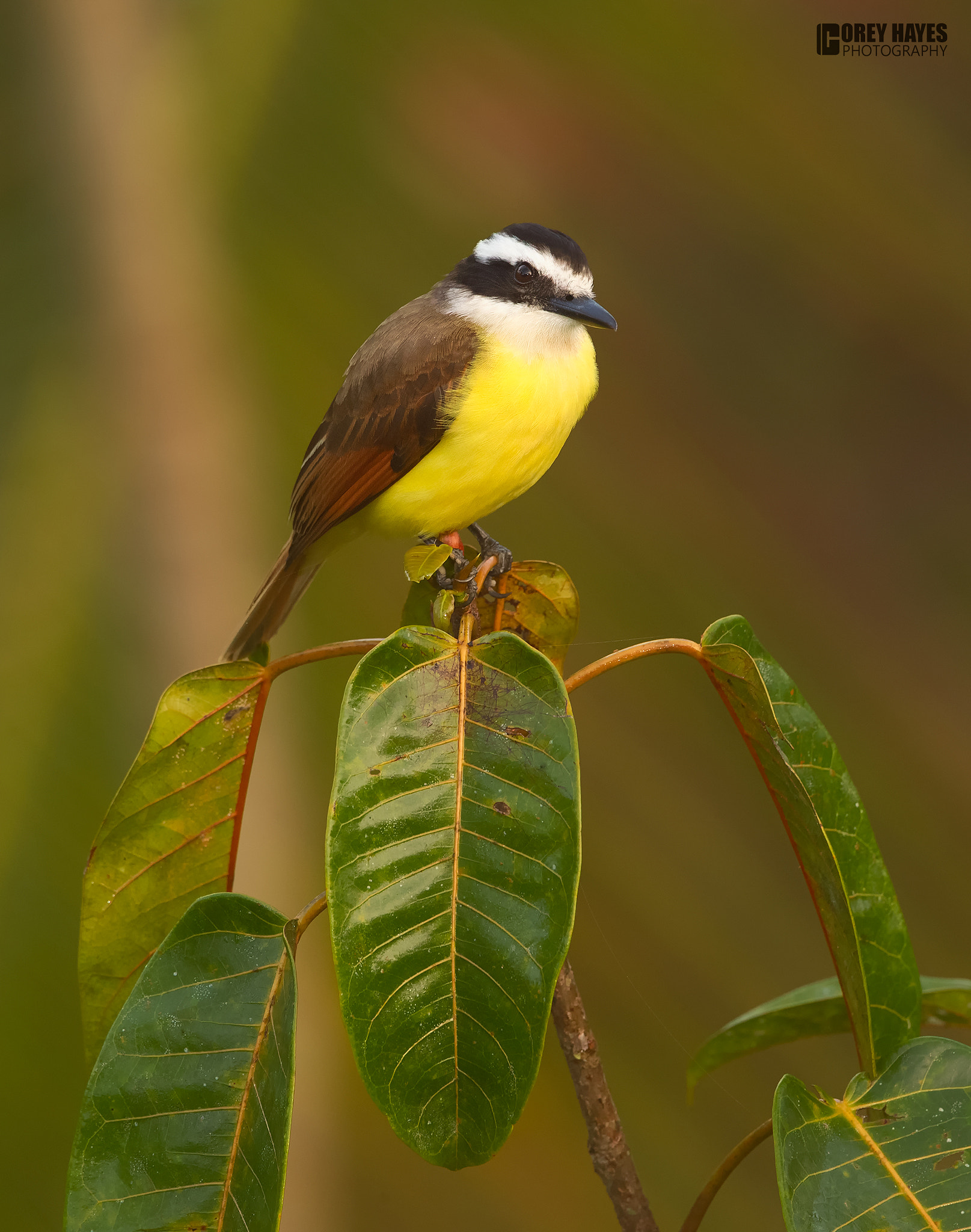 Canon EF 500mm F4L IS USM sample photo. Great kiskadee photography