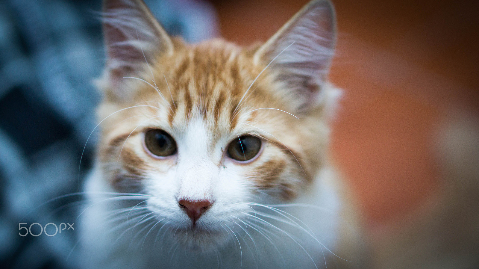 E 50mm F1.8 OSS sample photo. Cappuccino photography