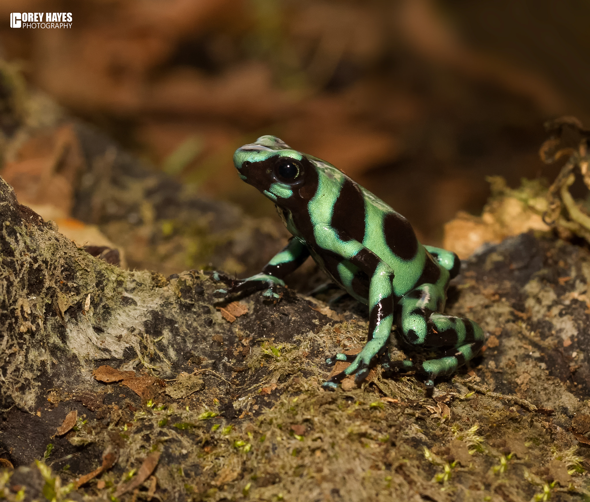 Canon EOS-1D Mark IV sample photo. Green spotted posion dart frog photography
