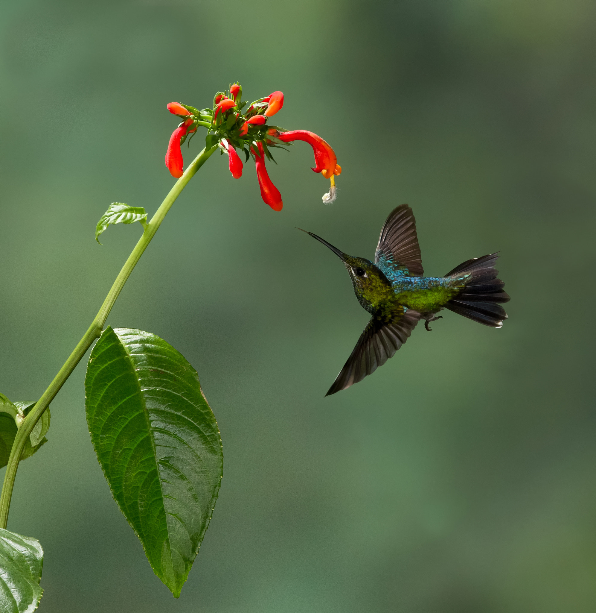 Canon EOS-1D Mark IV sample photo. Humming bird copy photography