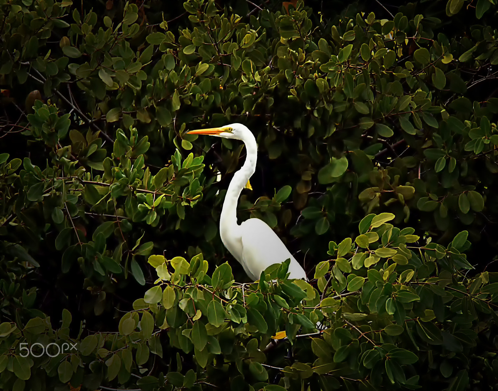 AF Zoom-Nikkor 35-70mm f/2.8D N sample photo. Tree house photography