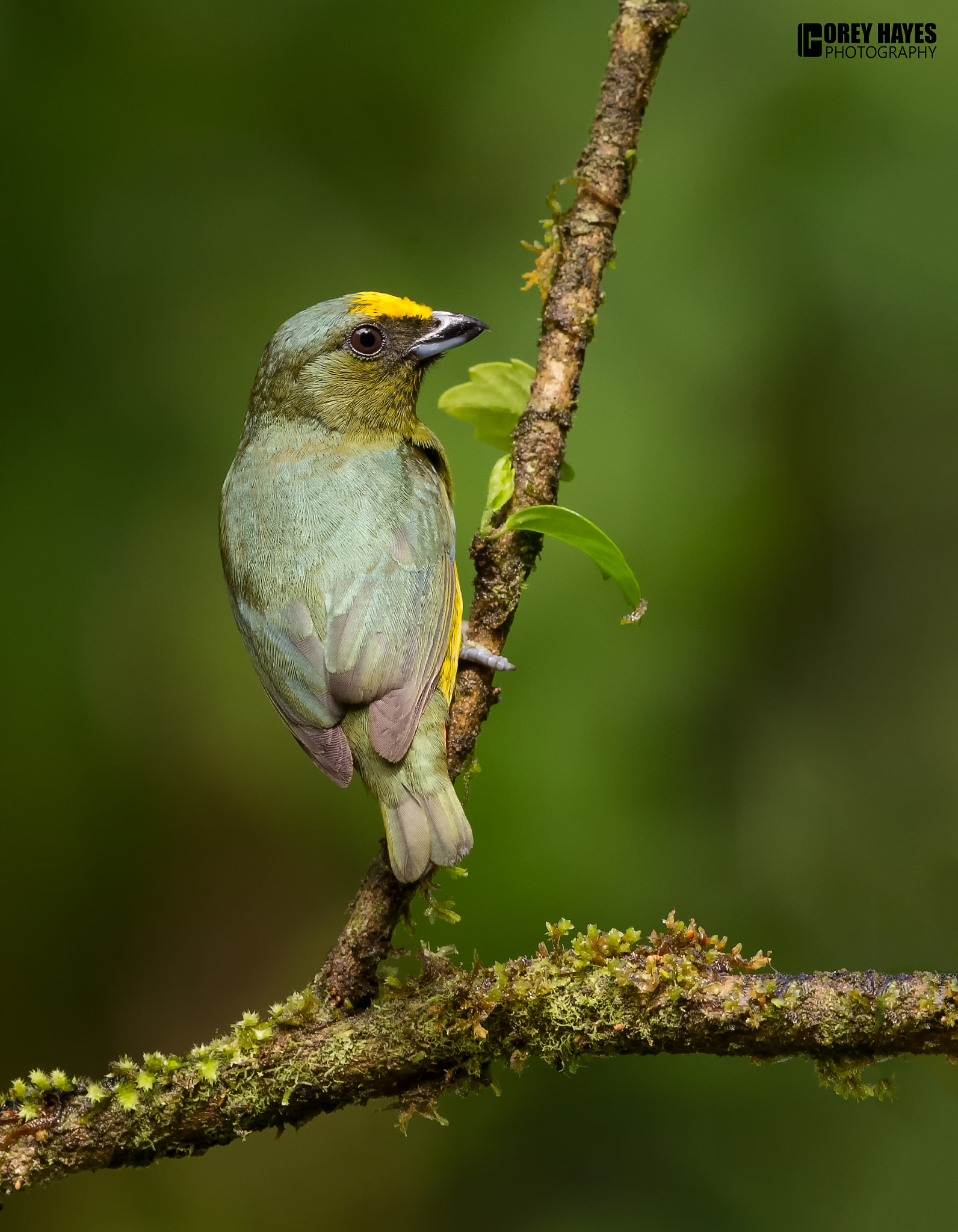 Canon EF 500mm F4L IS USM sample photo. Olive backed euphonia photography
