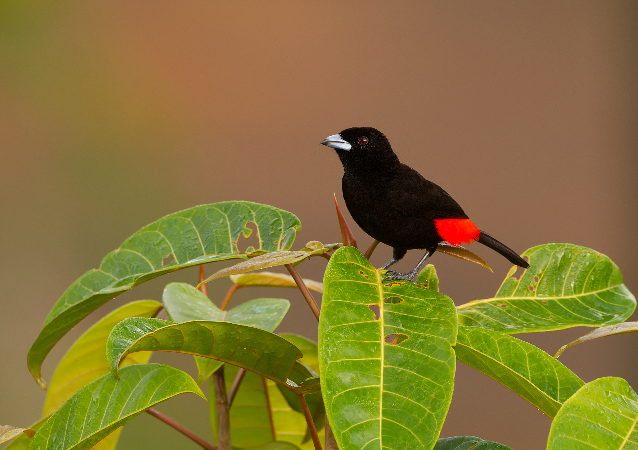 Canon EF 500mm F4L IS USM sample photo. Passerinis tanager photography