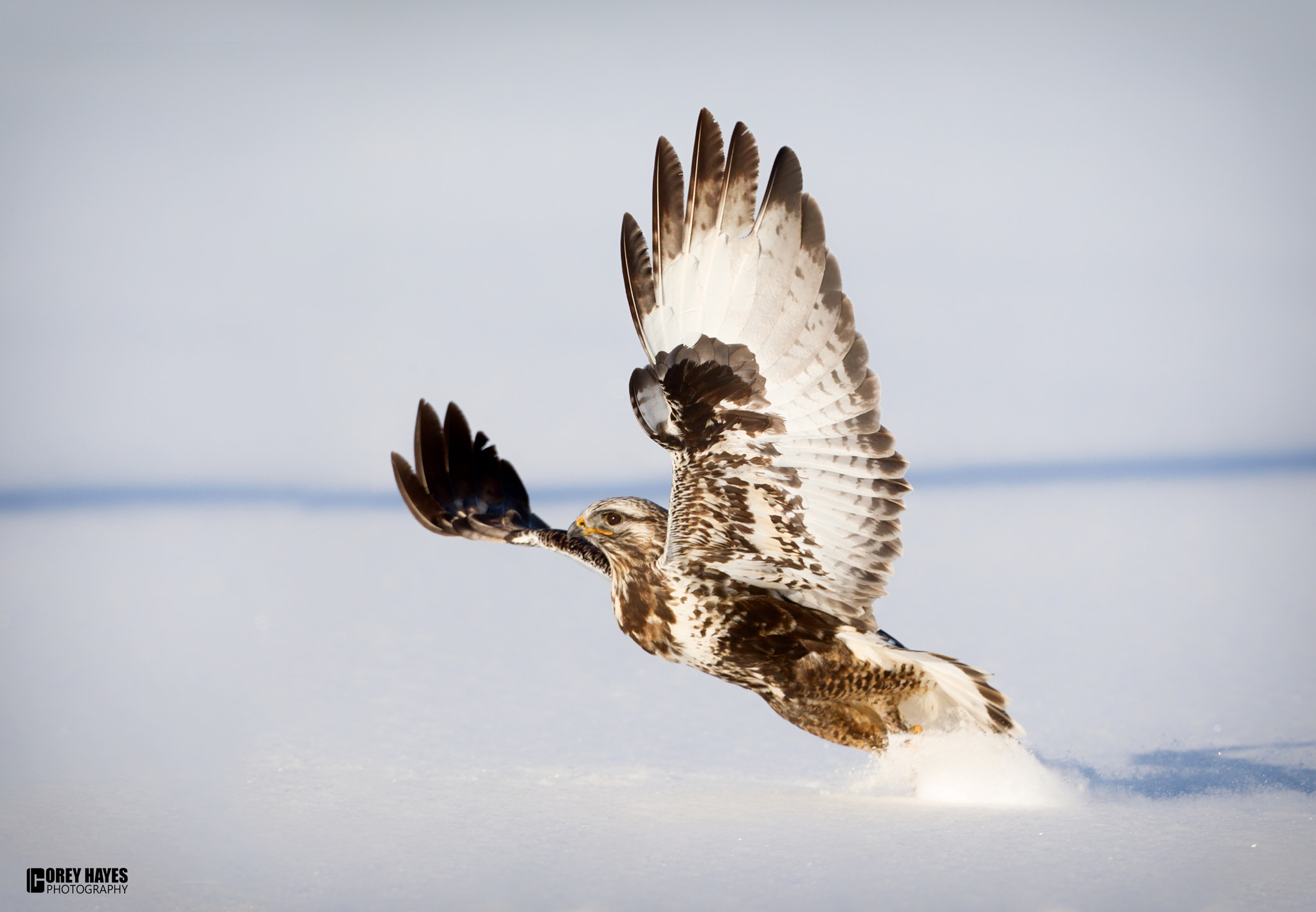 Canon EF 500mm F4L IS USM sample photo. Rough legged hawk photography