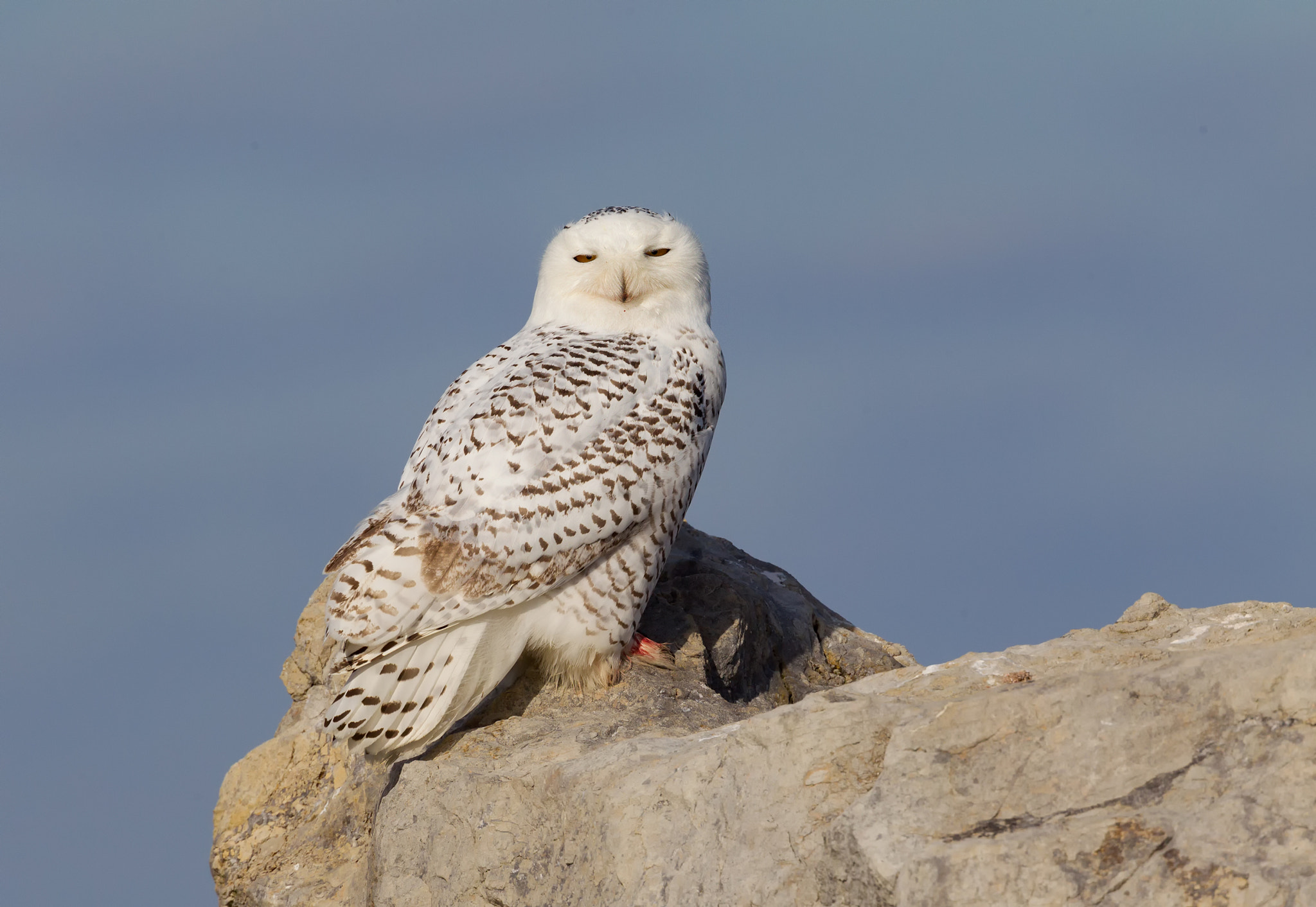 Canon EF 500mm F4L IS USM sample photo. Snowy owl photography