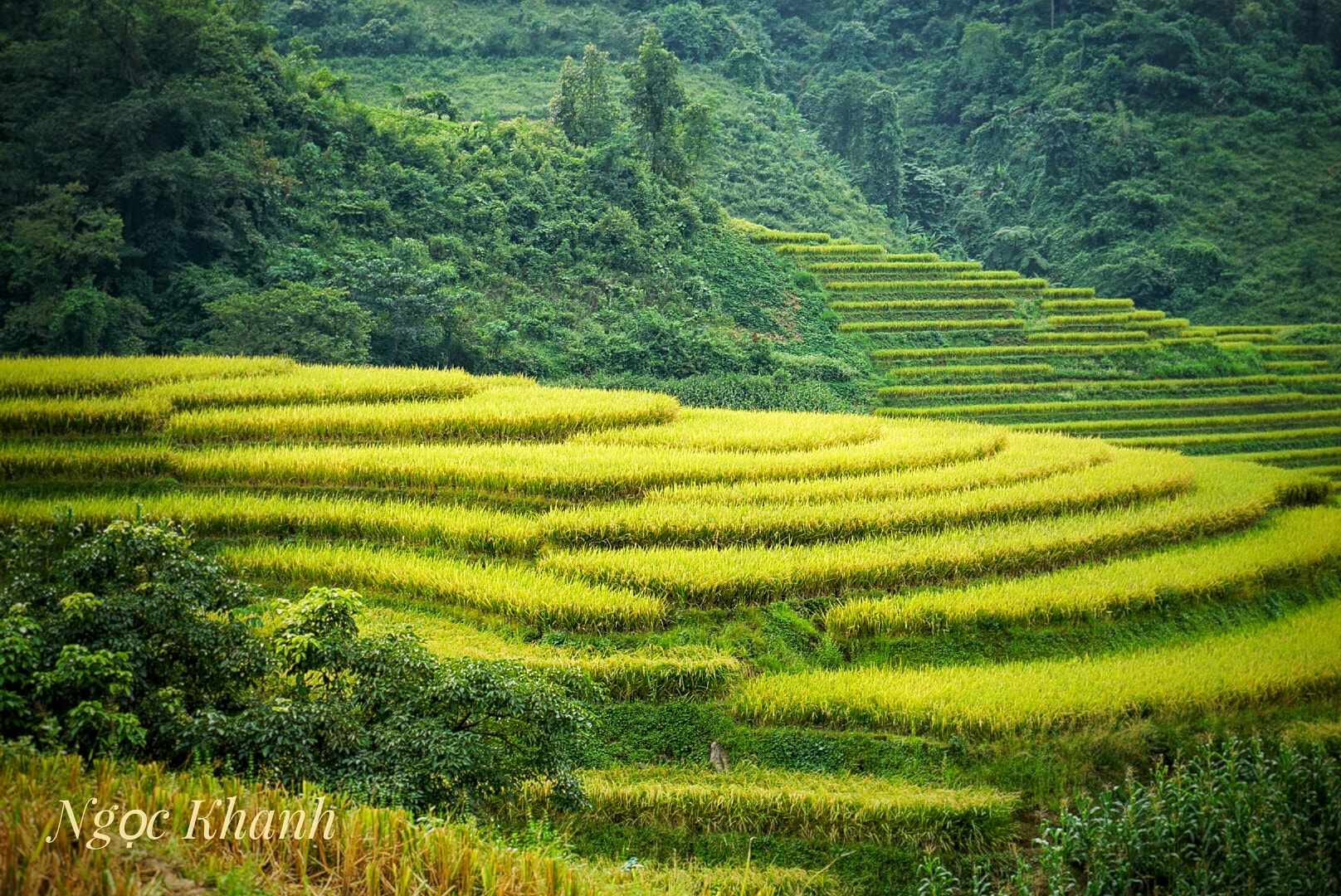 Sony a7 II + Sony Vario Tessar T* FE 24-70mm F4 ZA OSS sample photo. Step rice field photography