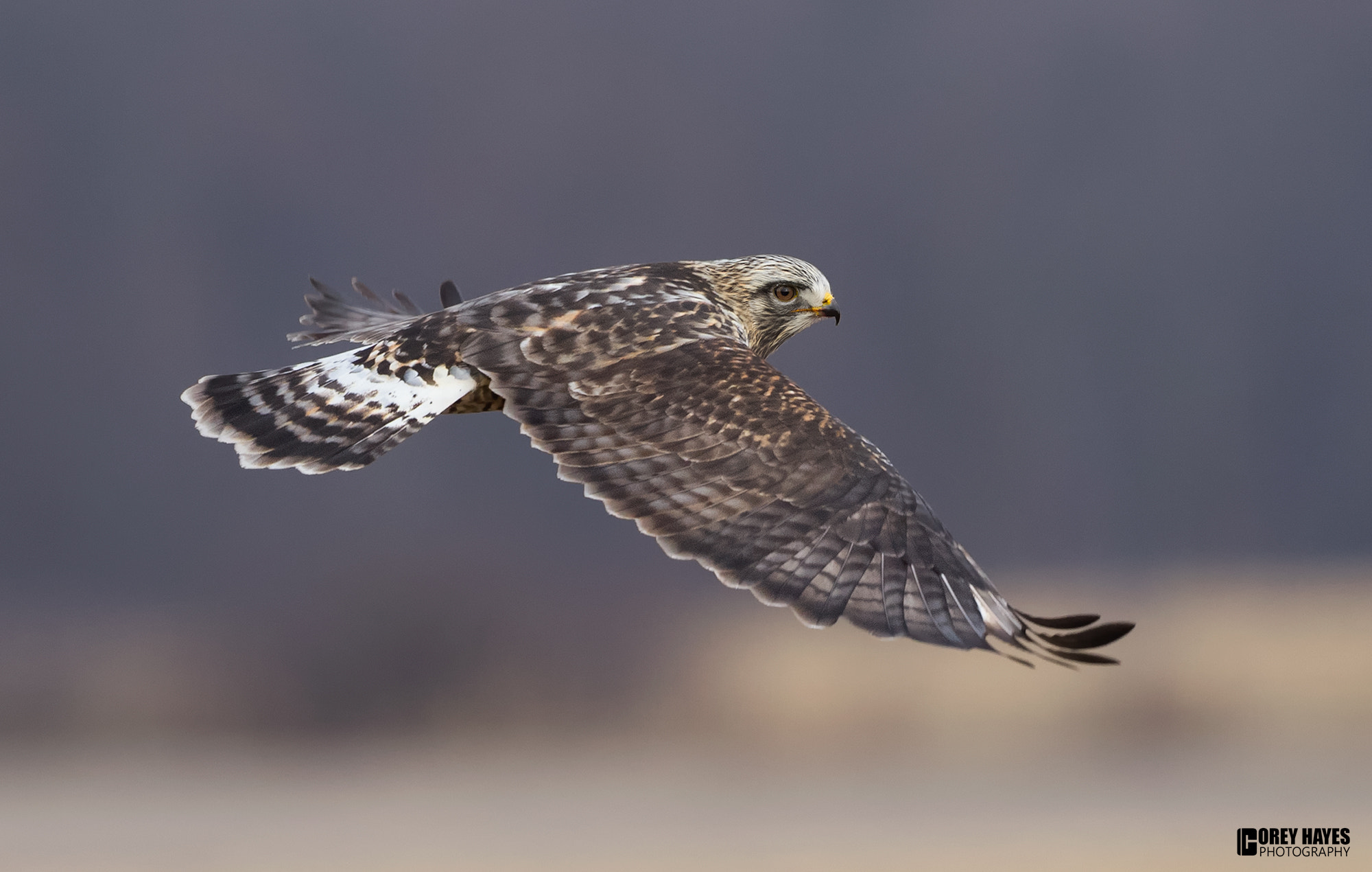 Canon EF 500mm F4L IS USM sample photo. Rough legged hawk photography