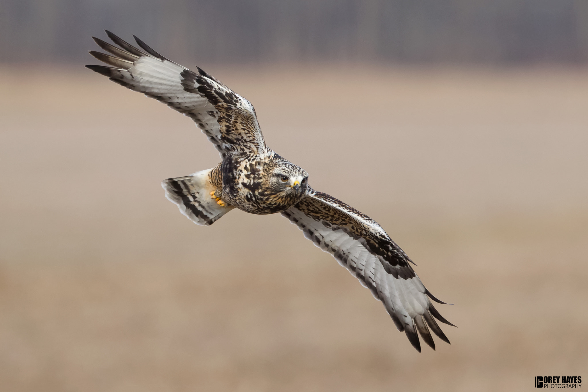 Canon EF 500mm F4L IS USM sample photo. Rough legged hawk photography