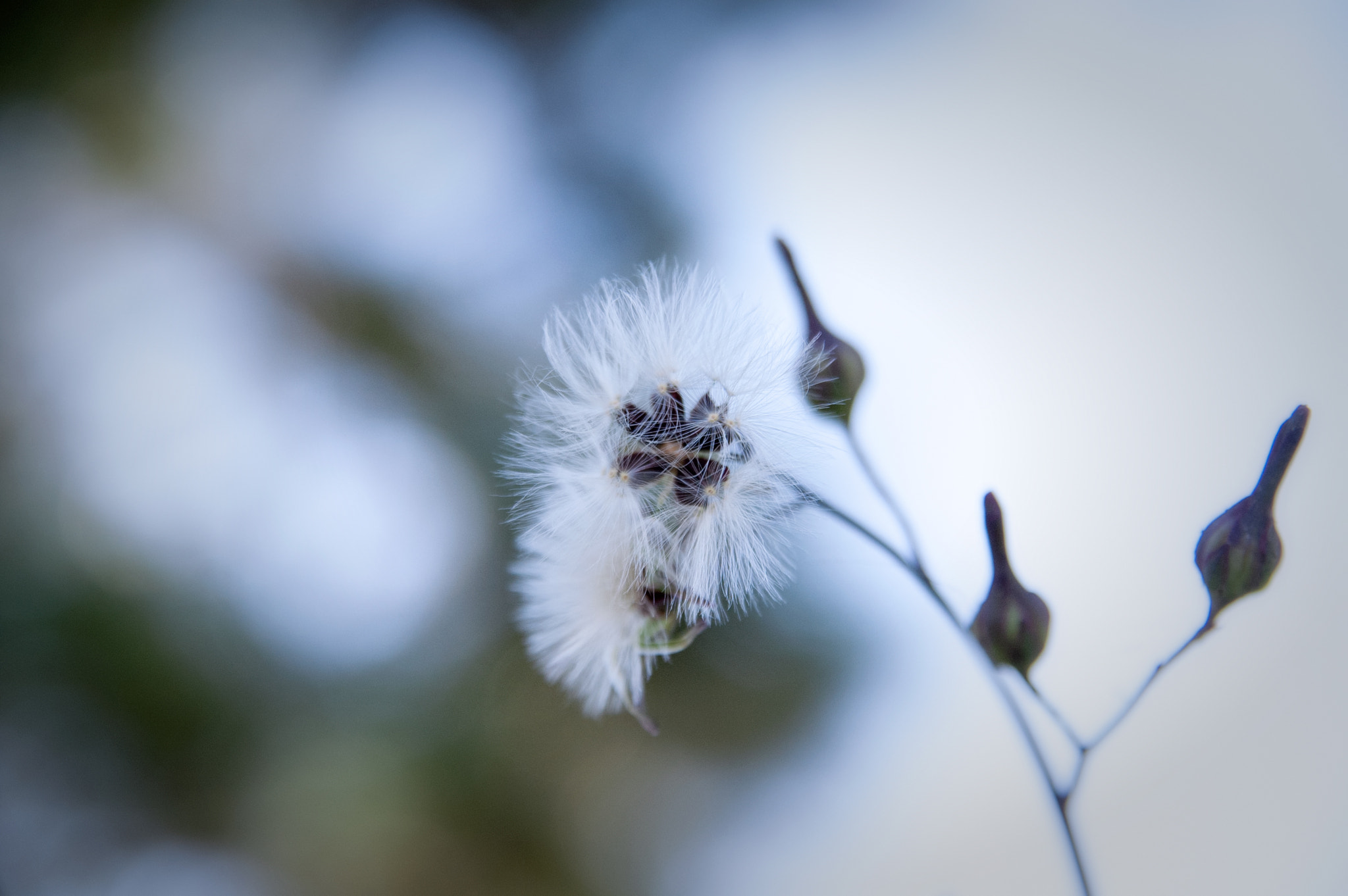 KONICA MINOLTA ALPHA-7 DIGITAL sample photo. Dandelion photography