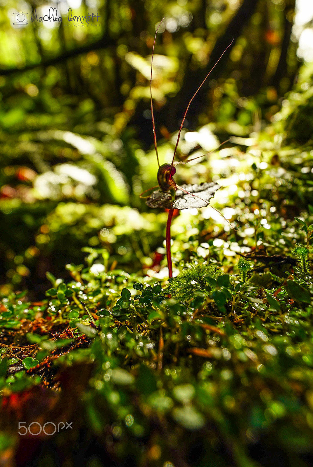 Sony a7S + Sony Vario-Tessar T* FE 16-35mm F4 ZA OSS sample photo. Stewart island discovery cruise photography