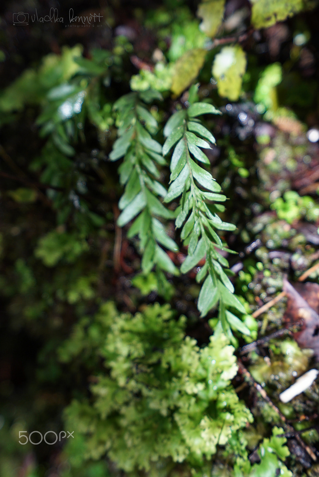 Sony a7S + Sony Vario-Tessar T* FE 16-35mm F4 ZA OSS sample photo. Stewart island discovery cruise photography