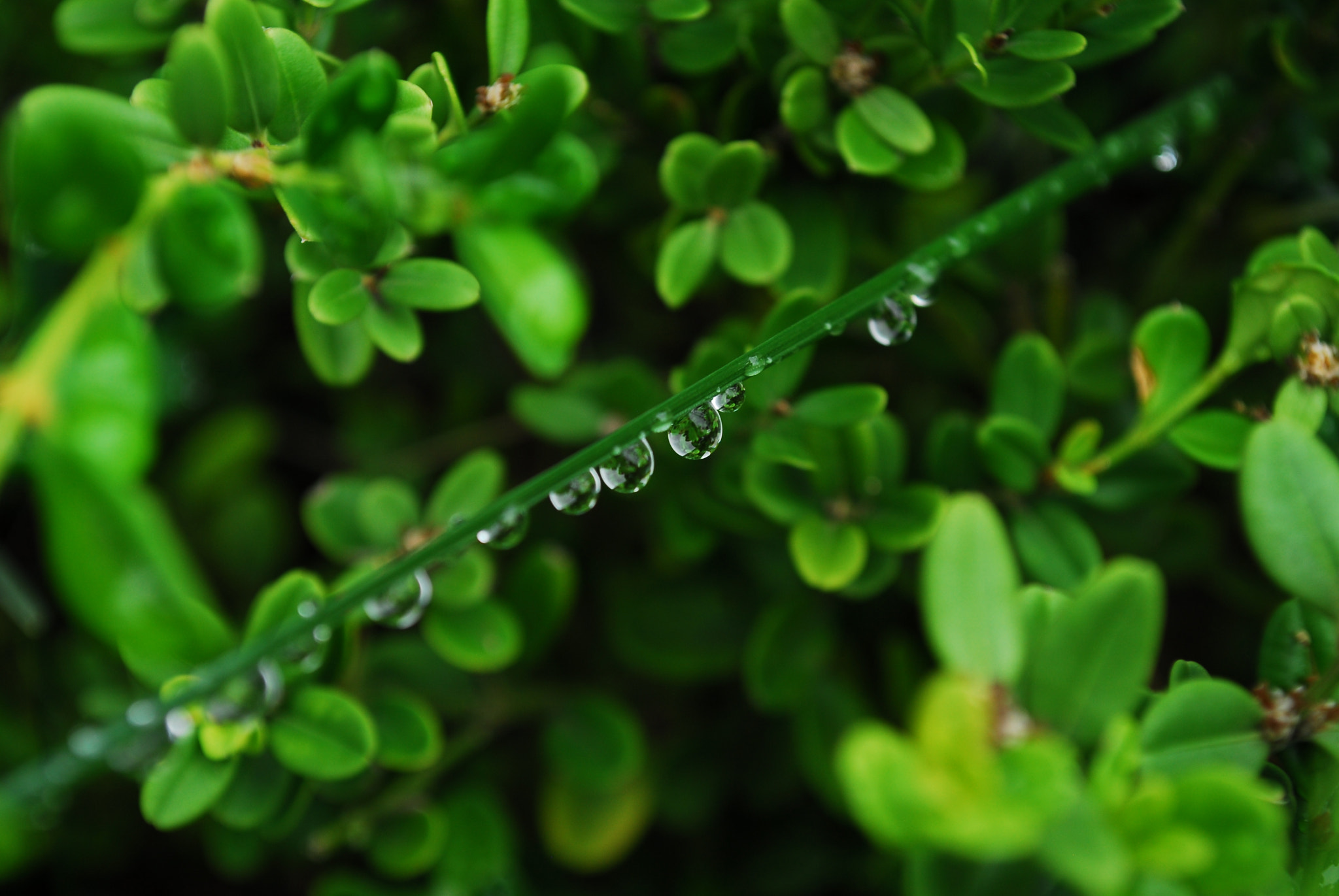 Nikon D200 sample photo