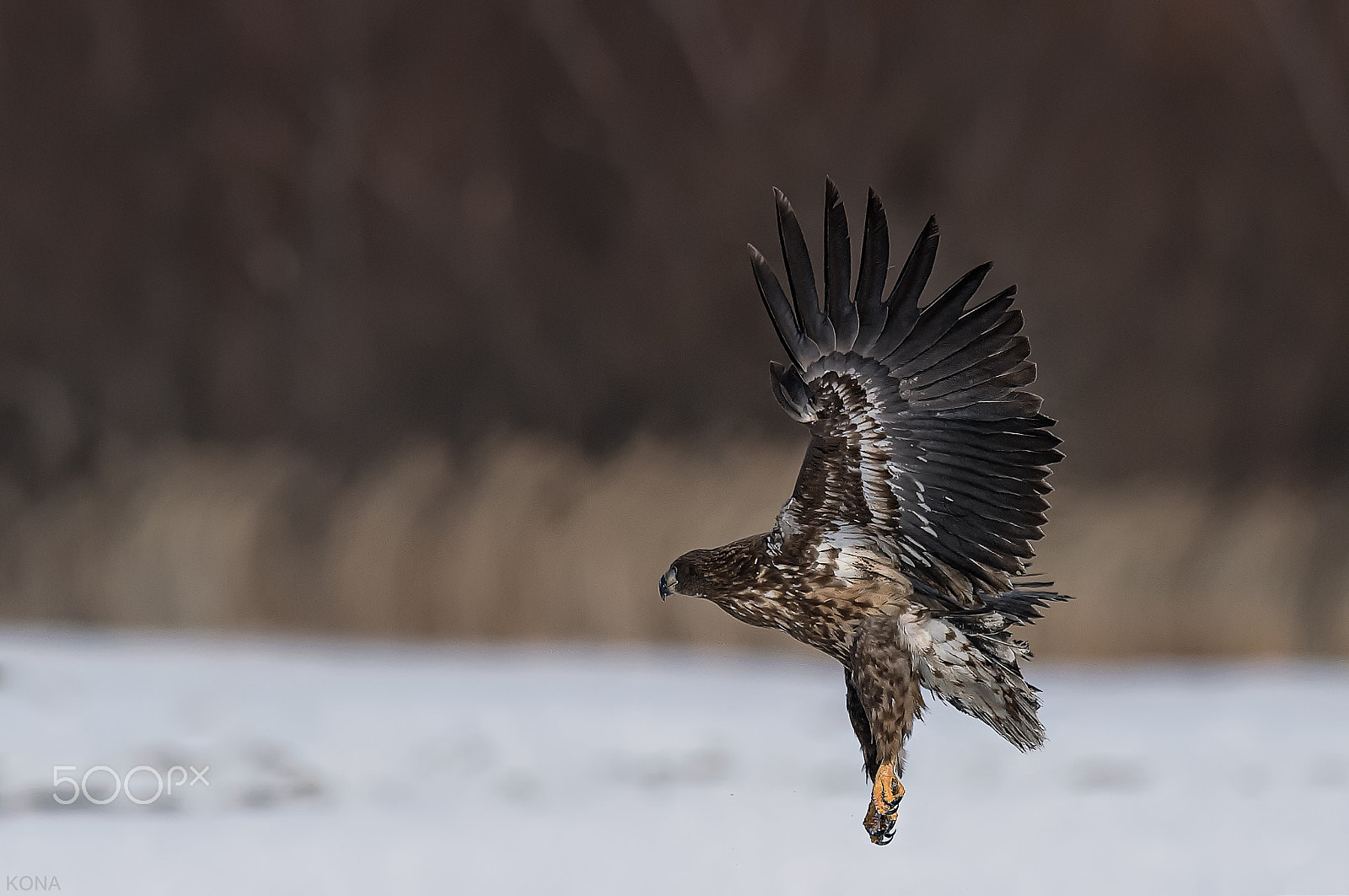 Nikon AF-S Nikkor 400mm F2.8G ED VR II sample photo. 30254766546.ojirowasi photography