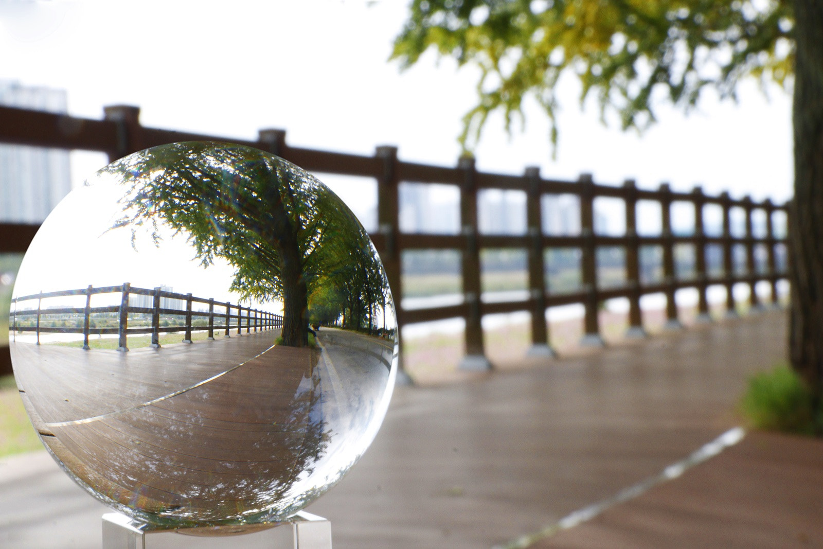 Canon EOS 750D (EOS Rebel T6i / EOS Kiss X8i) sample photo. Ginkgo road photography