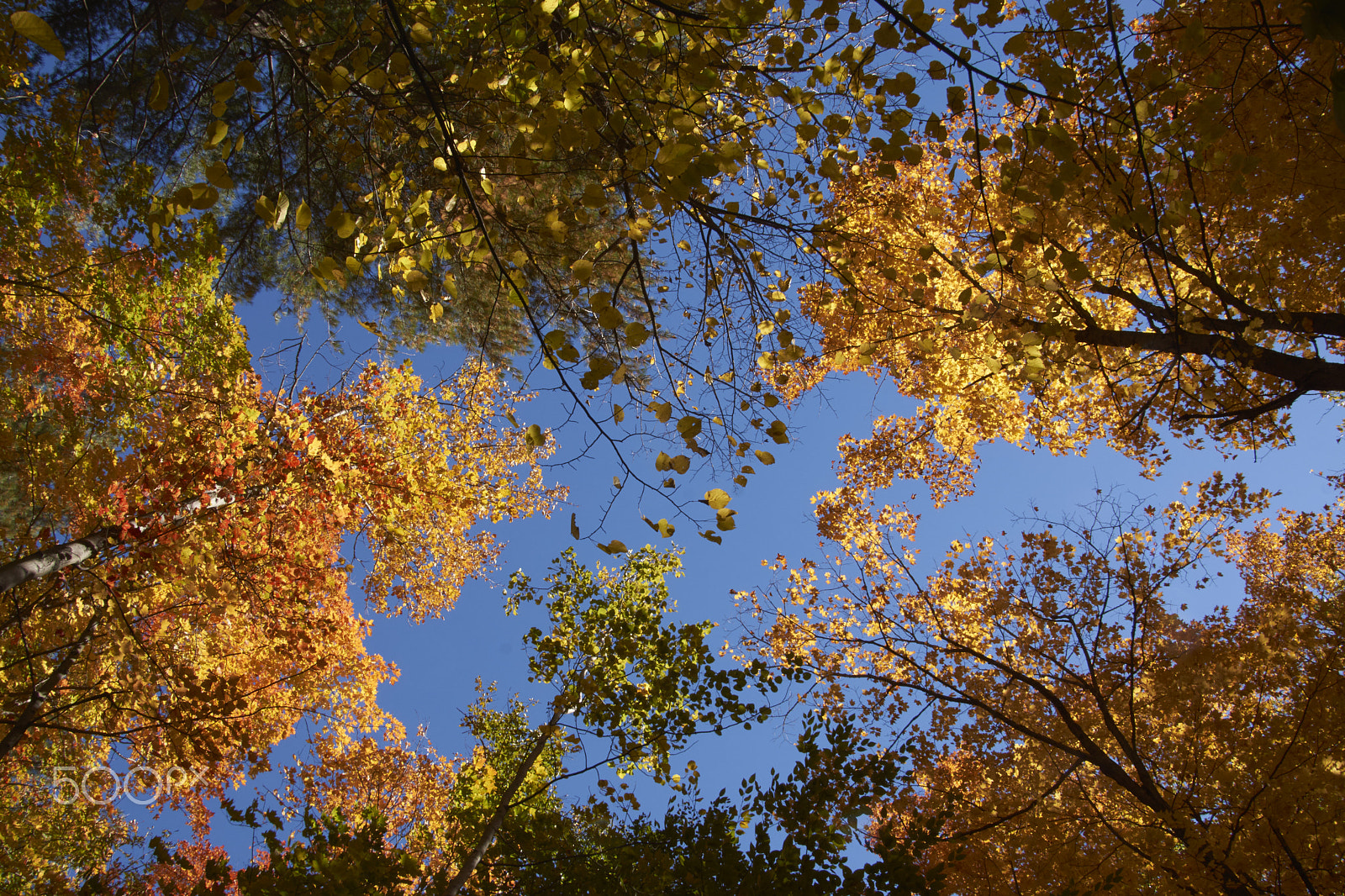 Sony SLT-A65 (SLT-A65V) + DT 18-270mm F3.5-6.3 SSM sample photo. Les arbres à shawinigan photography