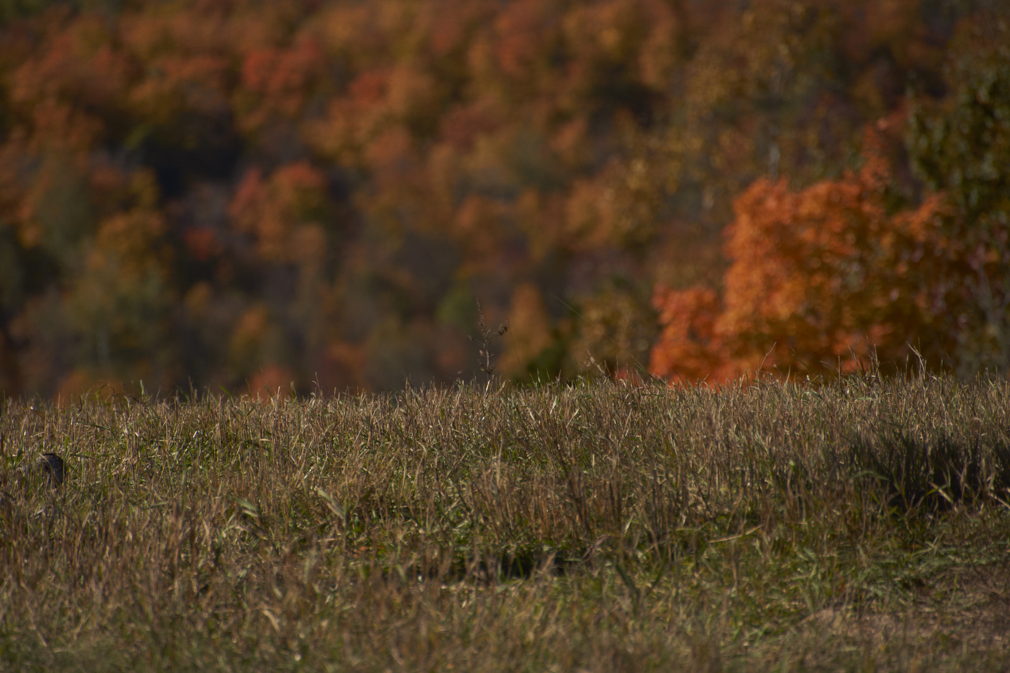 Sony SLT-A65 (SLT-A65V) + DT 18-270mm F3.5-6.3 SSM sample photo. Country side in mauricie photography