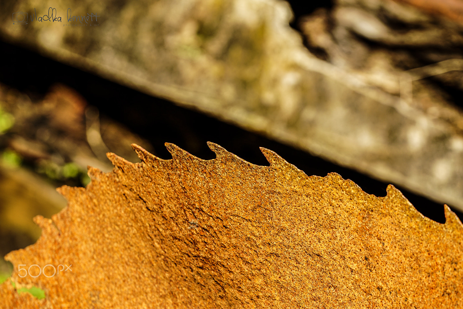 Sony a7S + Sony FE 70-200mm F4 G OSS sample photo. Stewart island discovery cruise photography