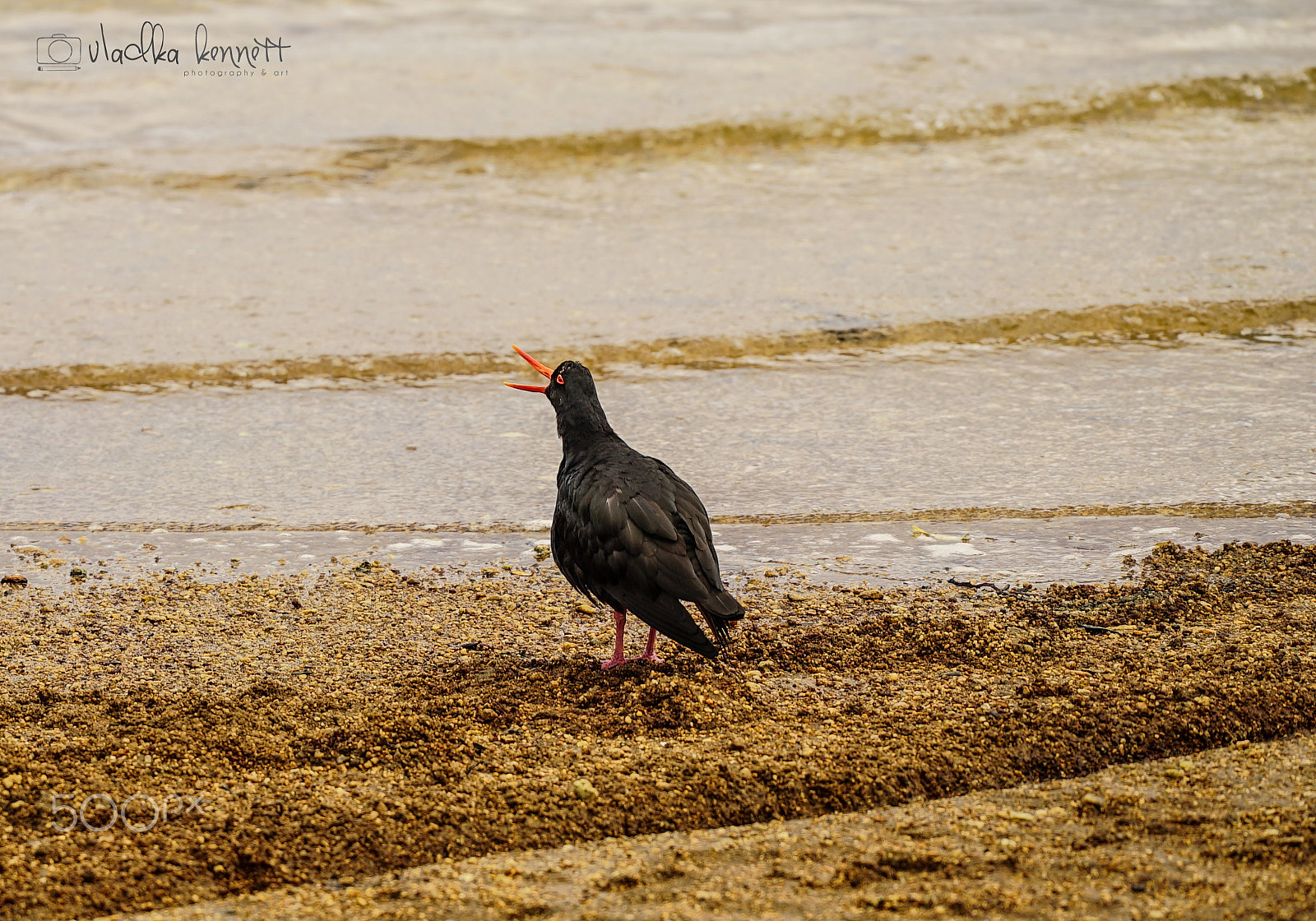 Sony a7S + Sony FE 70-200mm F4 G OSS sample photo. Stewart island discovery cruise photography