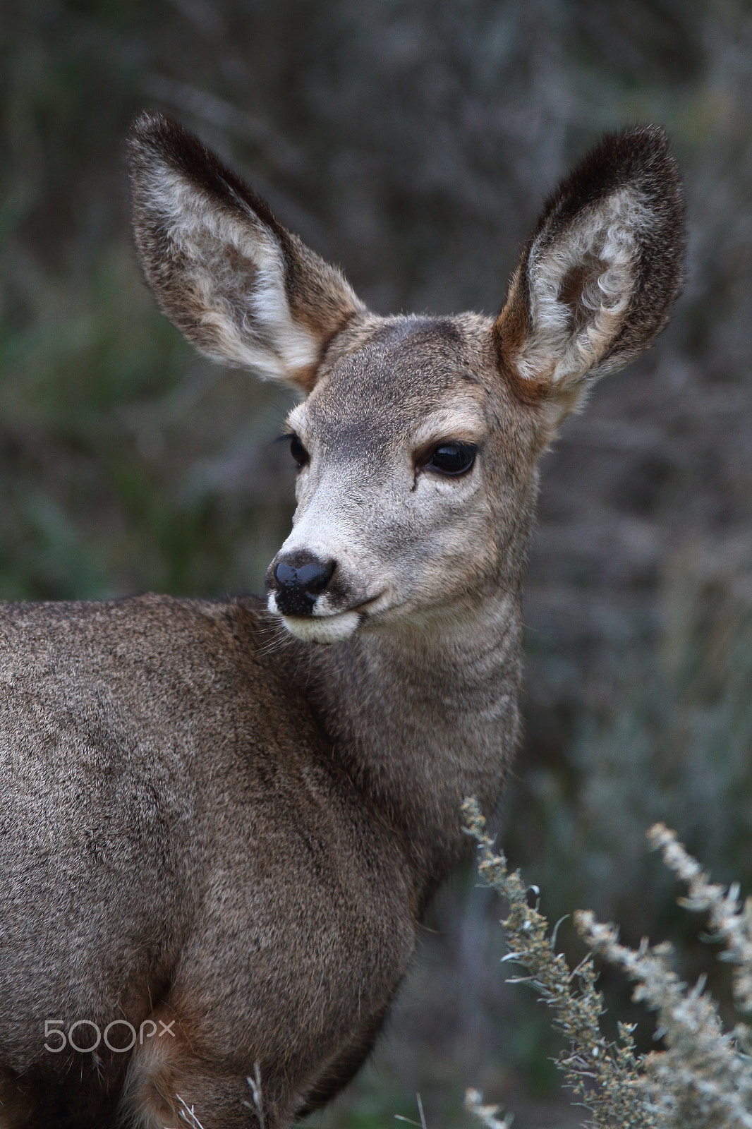 Canon EOS 7D + Canon EF 600mm f/4L IS sample photo. Mule deer photography