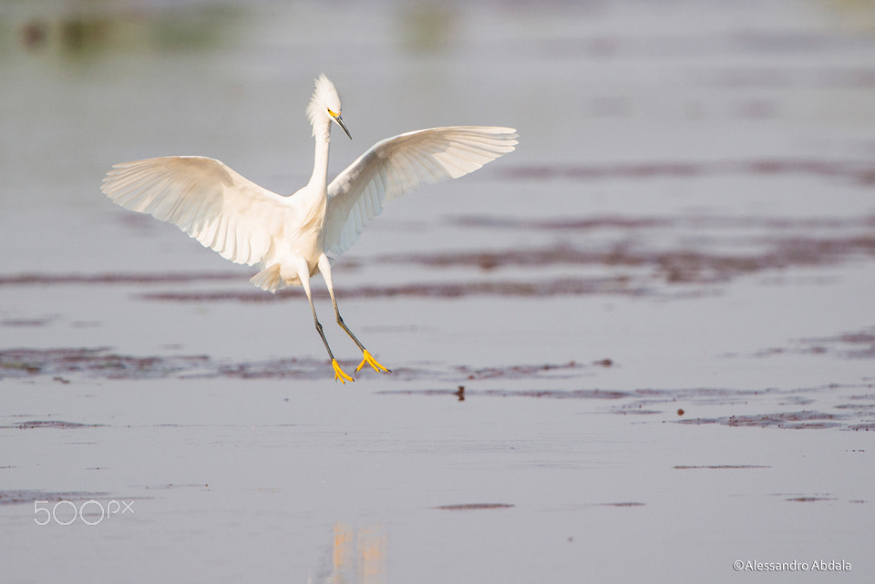 Nikon D800 + Nikon AF-S Nikkor 600mm F4G ED VR sample photo. Snowy egret photography