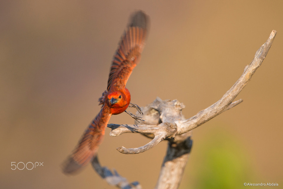 Nikon D800 sample photo. Hepatic tanager photography