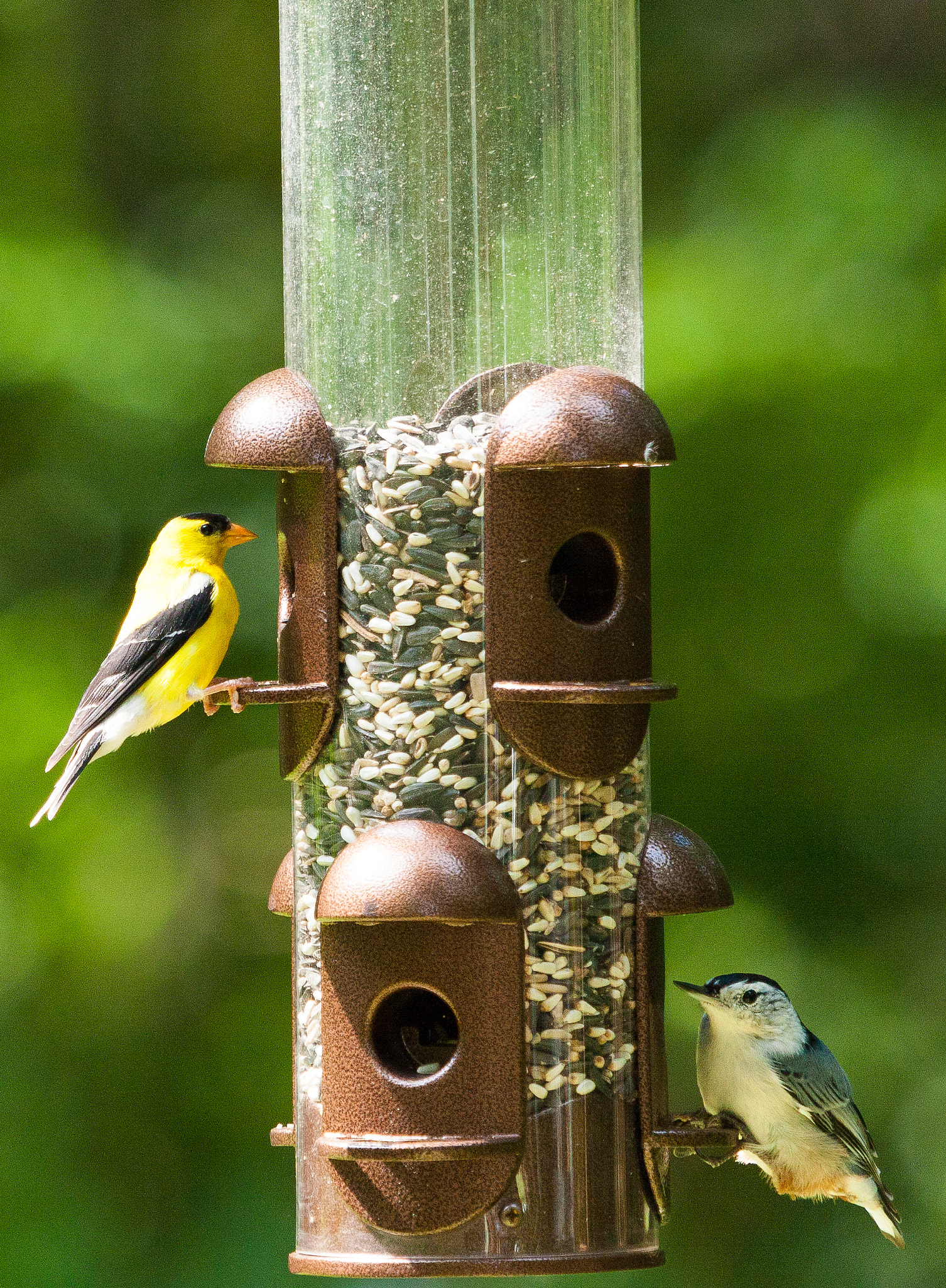 Canon EF 100-400mm F4.5-5.6L IS USM sample photo. Birds photography
