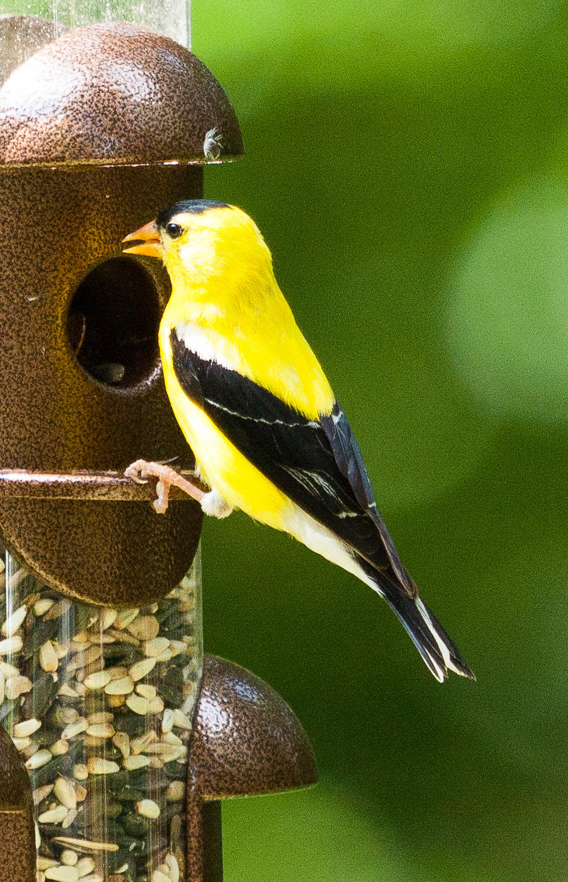 Canon EF 100-400mm F4.5-5.6L IS USM sample photo. Birds photography
