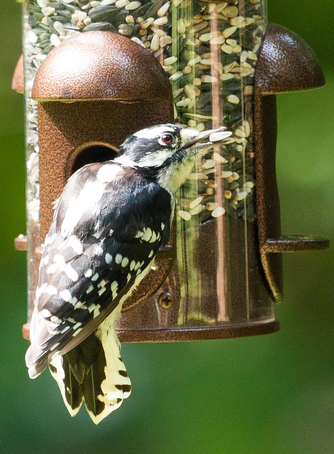 Canon EF 100-400mm F4.5-5.6L IS USM sample photo. Birds photography