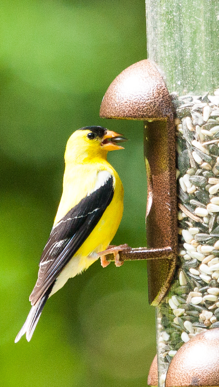 Canon EF 100-400mm F4.5-5.6L IS USM sample photo. Birds photography