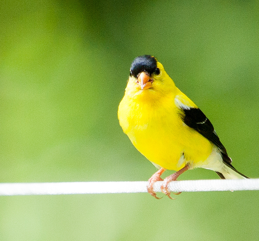 Canon EF 100-400mm F4.5-5.6L IS USM sample photo. Birds photography