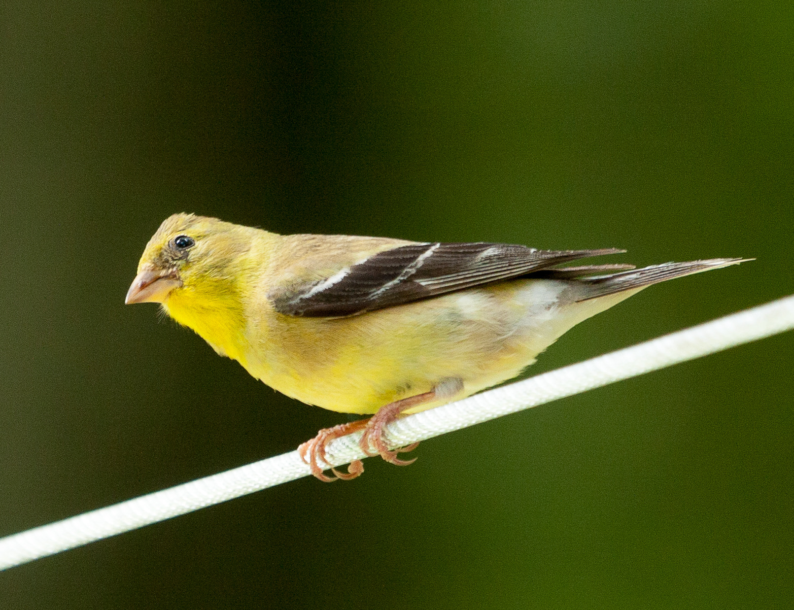 Canon EF 100-400mm F4.5-5.6L IS USM sample photo. Birds photography