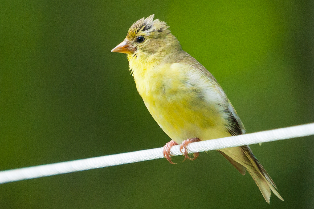 Canon EF 100-400mm F4.5-5.6L IS USM sample photo. Birds photography