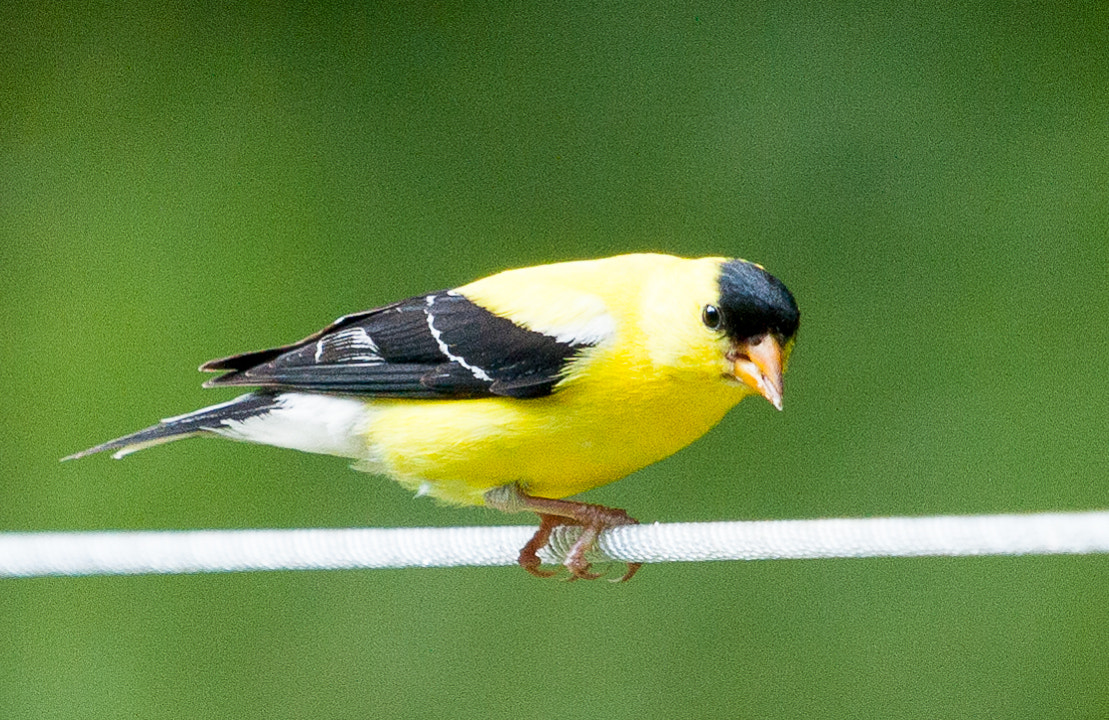 Canon EF 100-400mm F4.5-5.6L IS USM sample photo. Birds photography