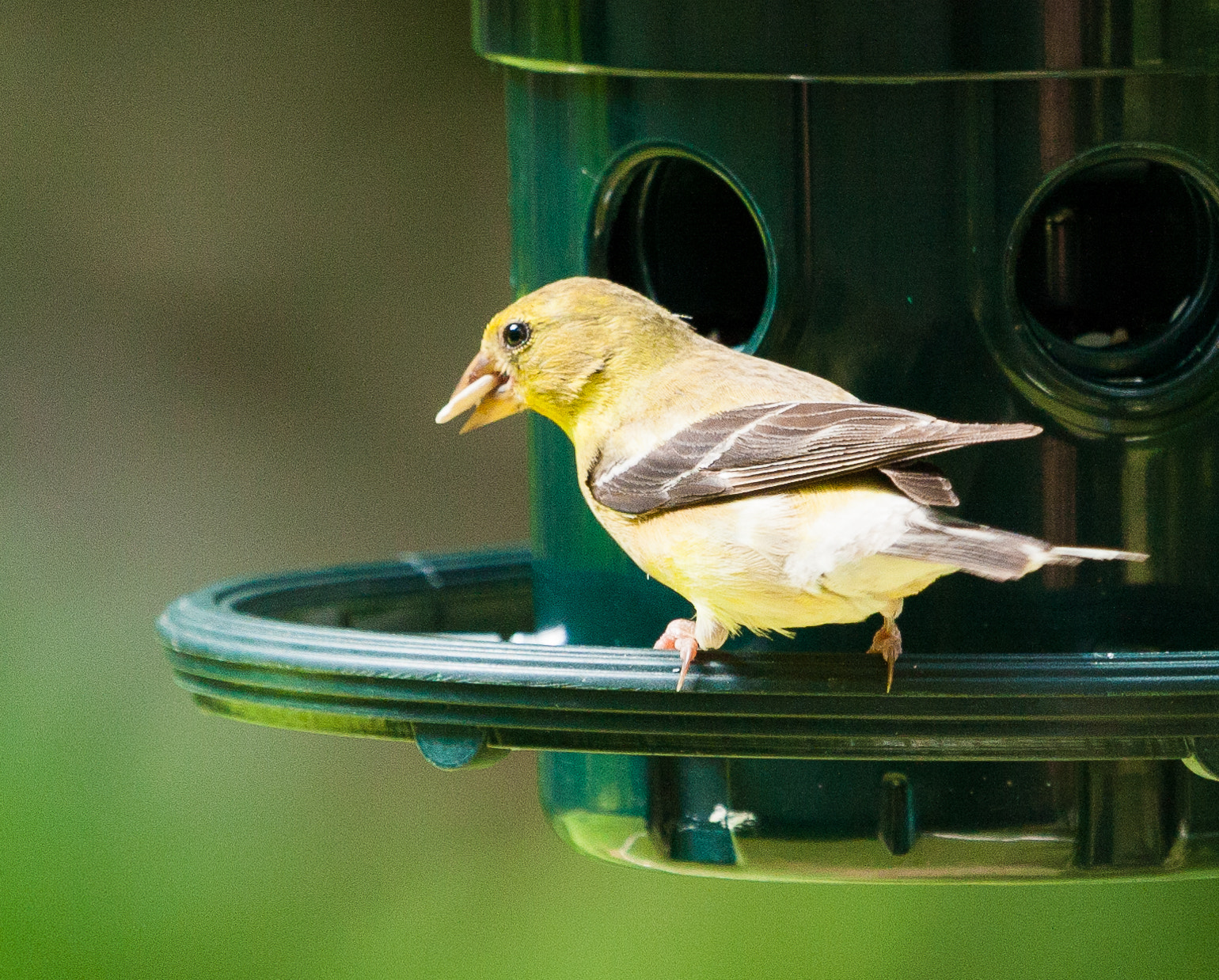 Canon EF 100-400mm F4.5-5.6L IS USM sample photo. Birds photography