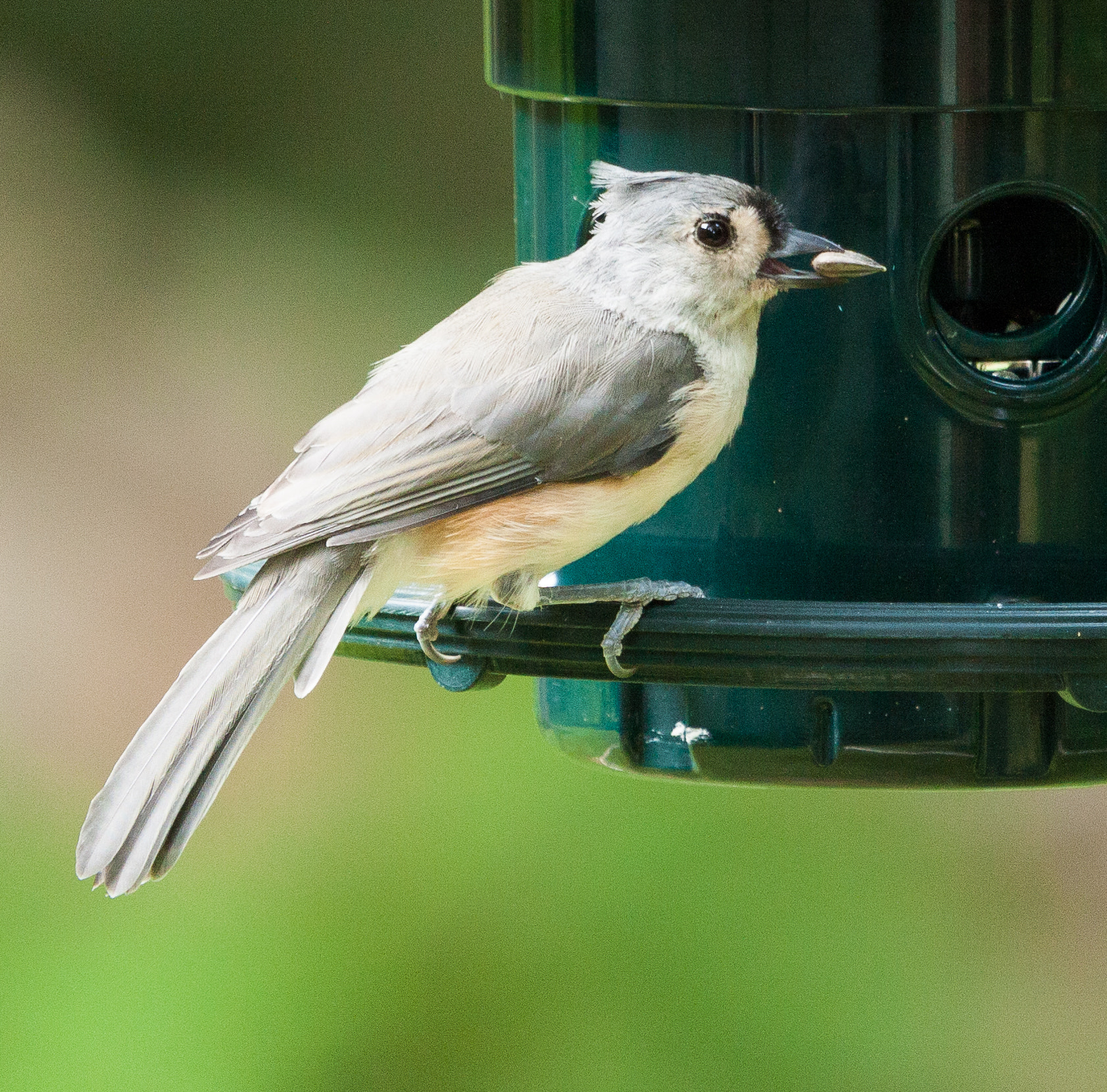 Canon EF 100-400mm F4.5-5.6L IS USM sample photo. Birds photography