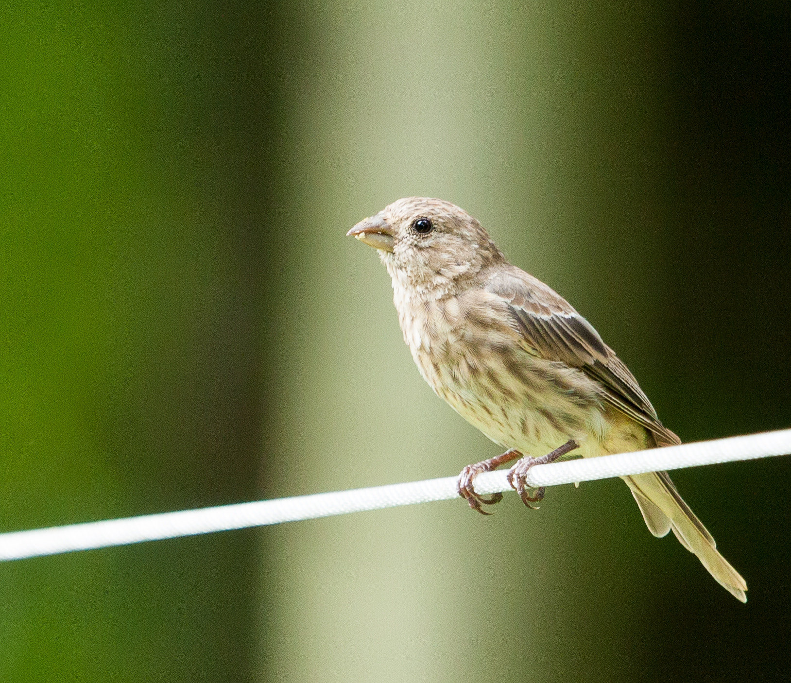 Canon EF 100-400mm F4.5-5.6L IS USM sample photo. Birds photography