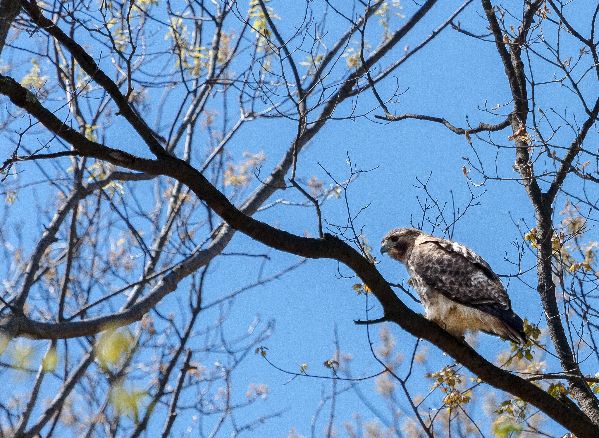 Canon EF 100-400mm F4.5-5.6L IS USM sample photo. Birds photography