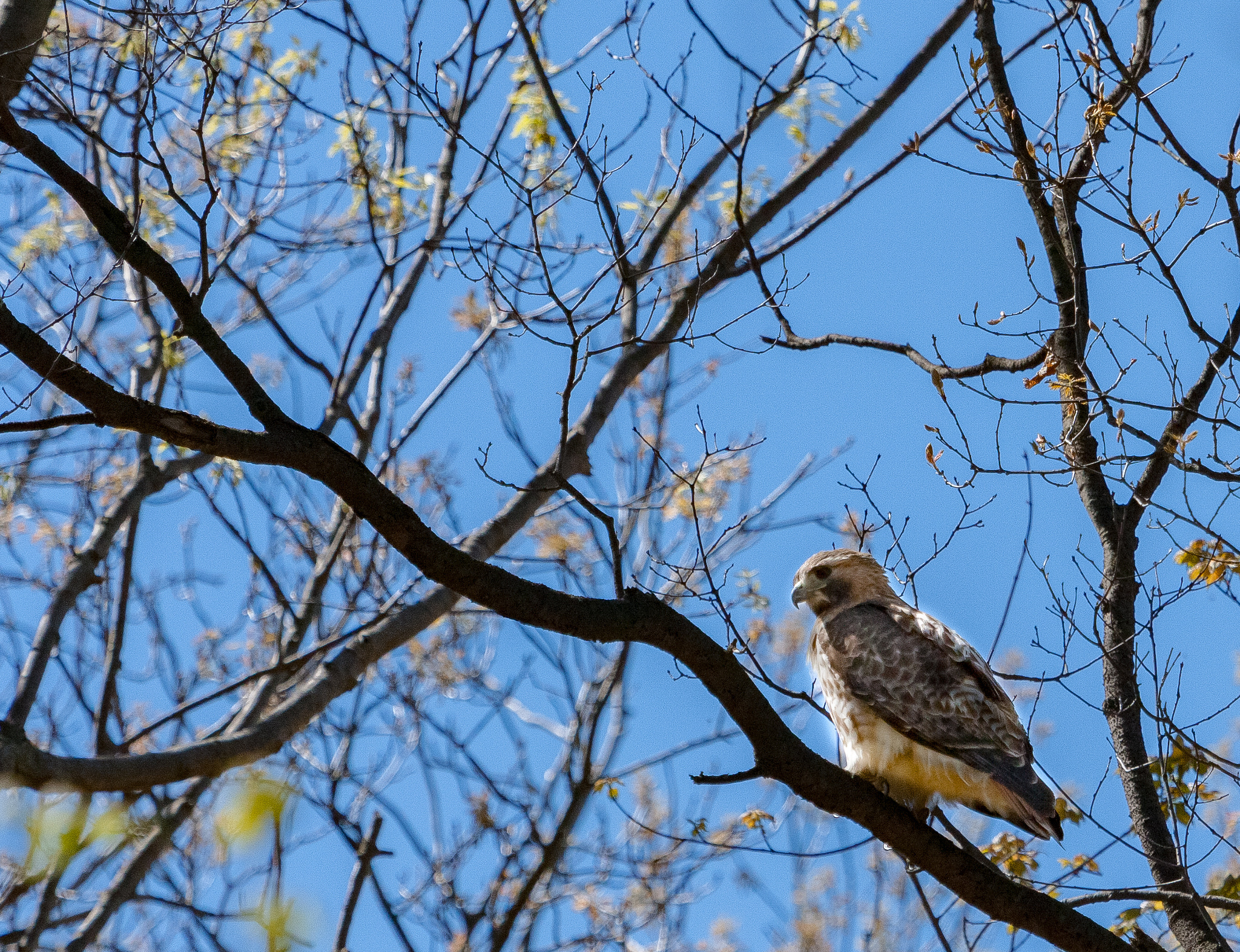 Canon EF 100-400mm F4.5-5.6L IS USM sample photo. Birds photography