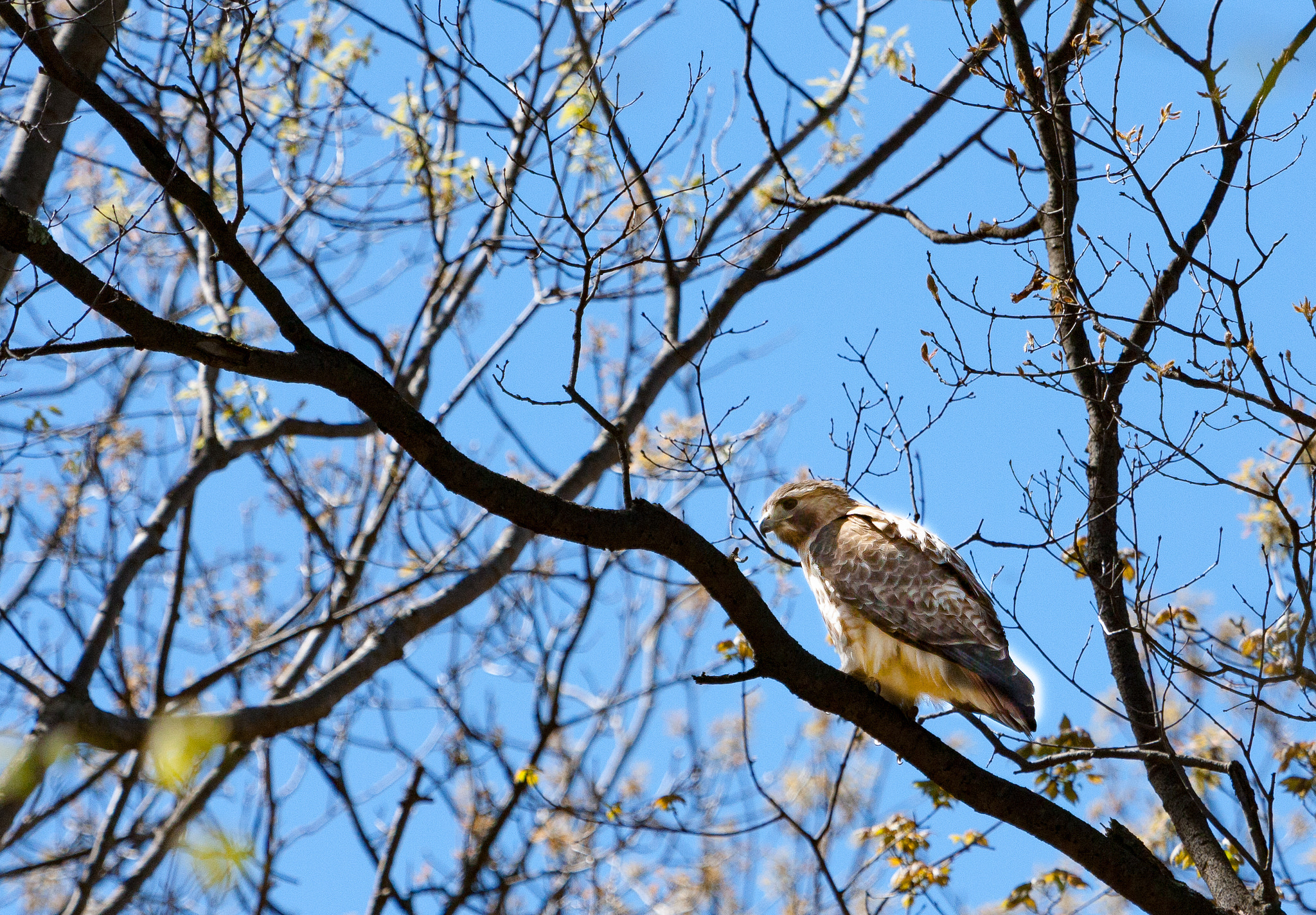 Canon EF 100-400mm F4.5-5.6L IS USM sample photo. Birds photography