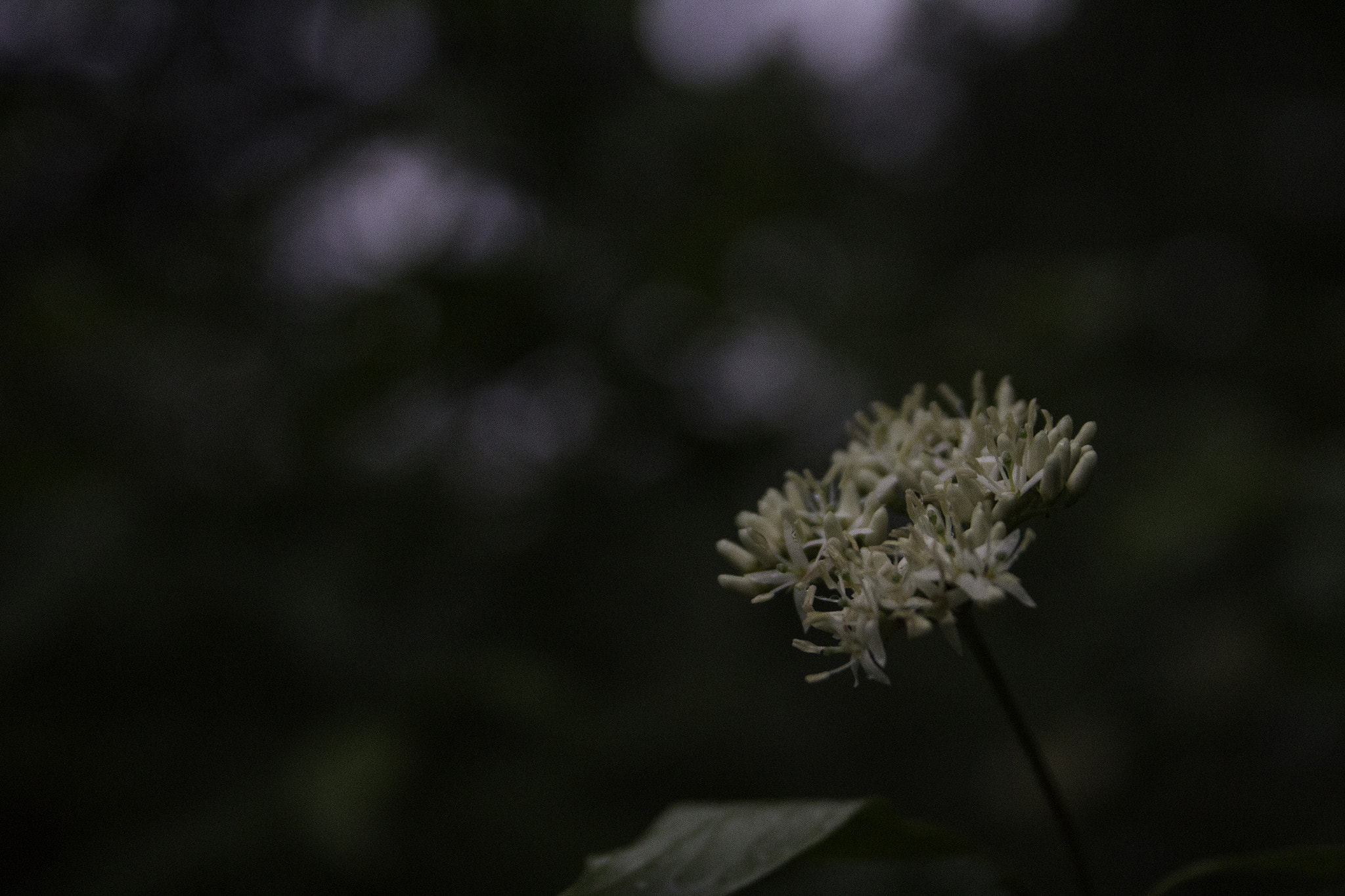 Sigma 18-50mm f/2.8 Macro sample photo. 24.jpg photography