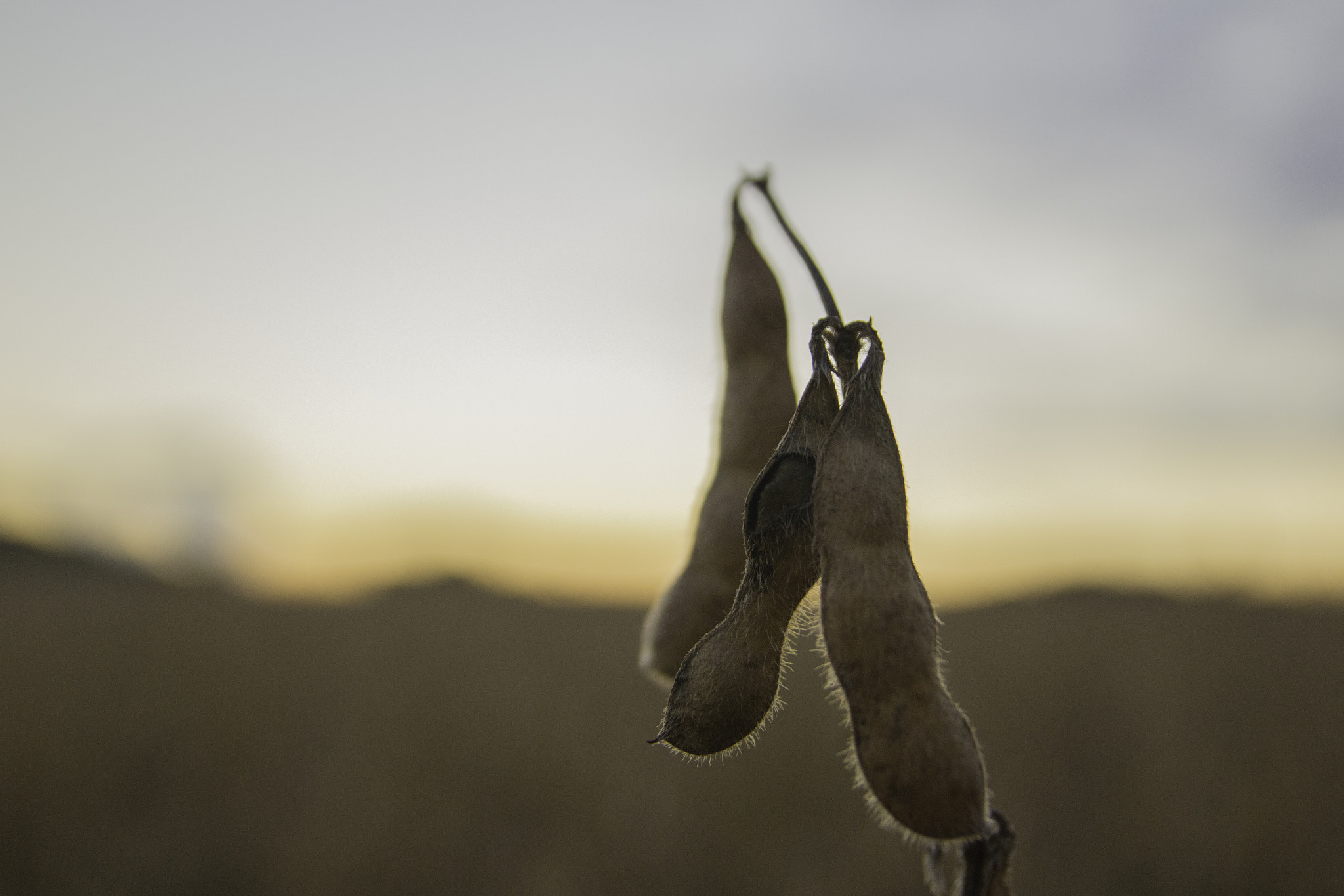 Sigma 18-50mm f/2.8 Macro sample photo. 36.jpg photography
