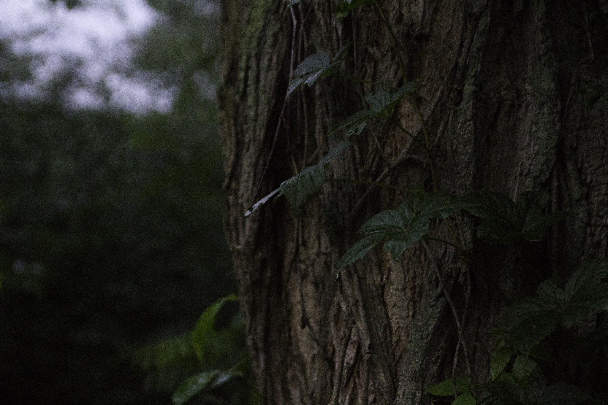 Sigma 18-50mm f/2.8 Macro sample photo. 30.jpg photography