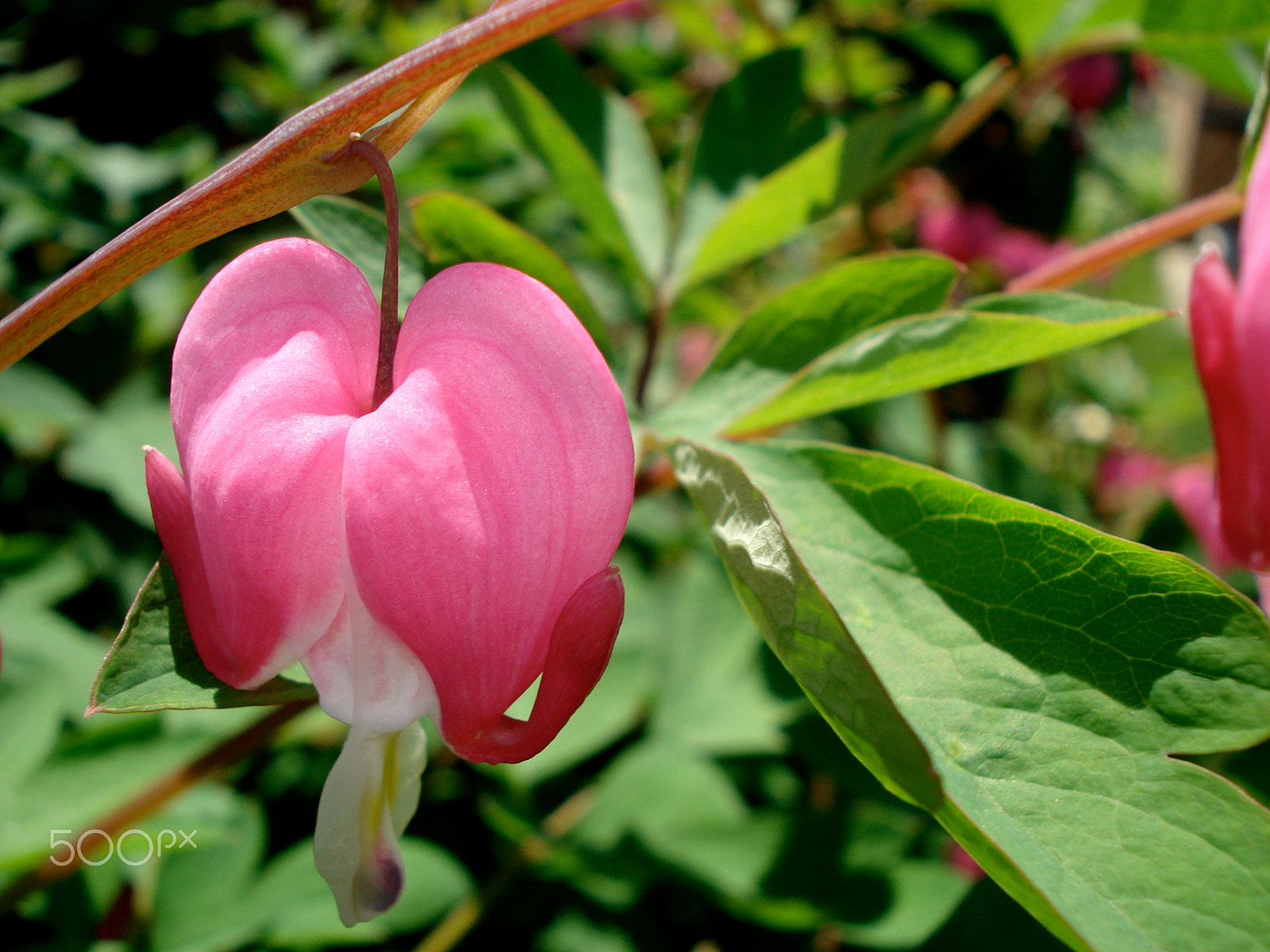 Sony DSC-W50 sample photo. Hanging bleeding heart photography