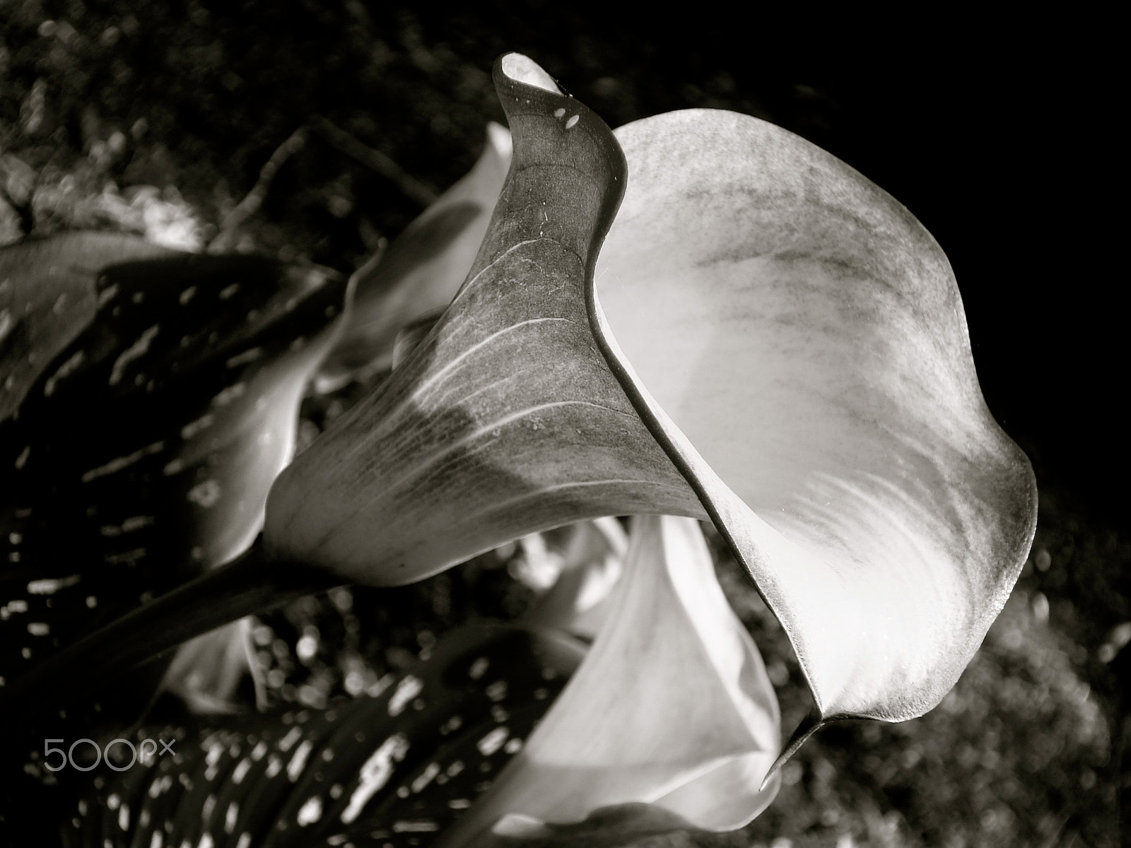 Sony DSC-W50 sample photo. Calla lily photography