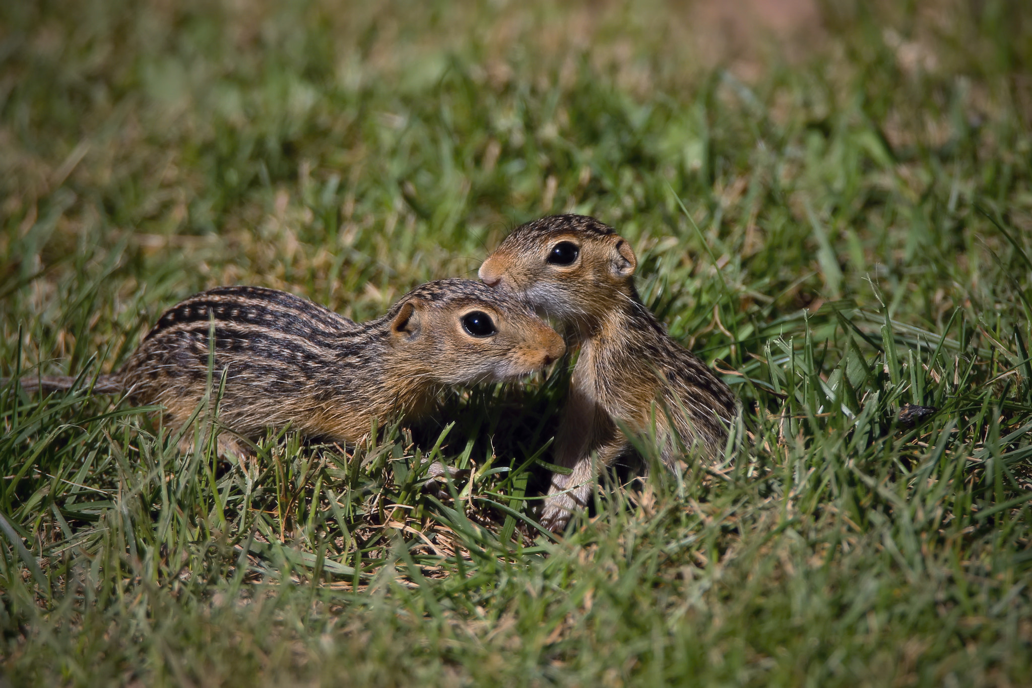 Tamron SP 150-600mm F5-6.3 Di VC USD sample photo. Thirteen-lined ground squirrel photography