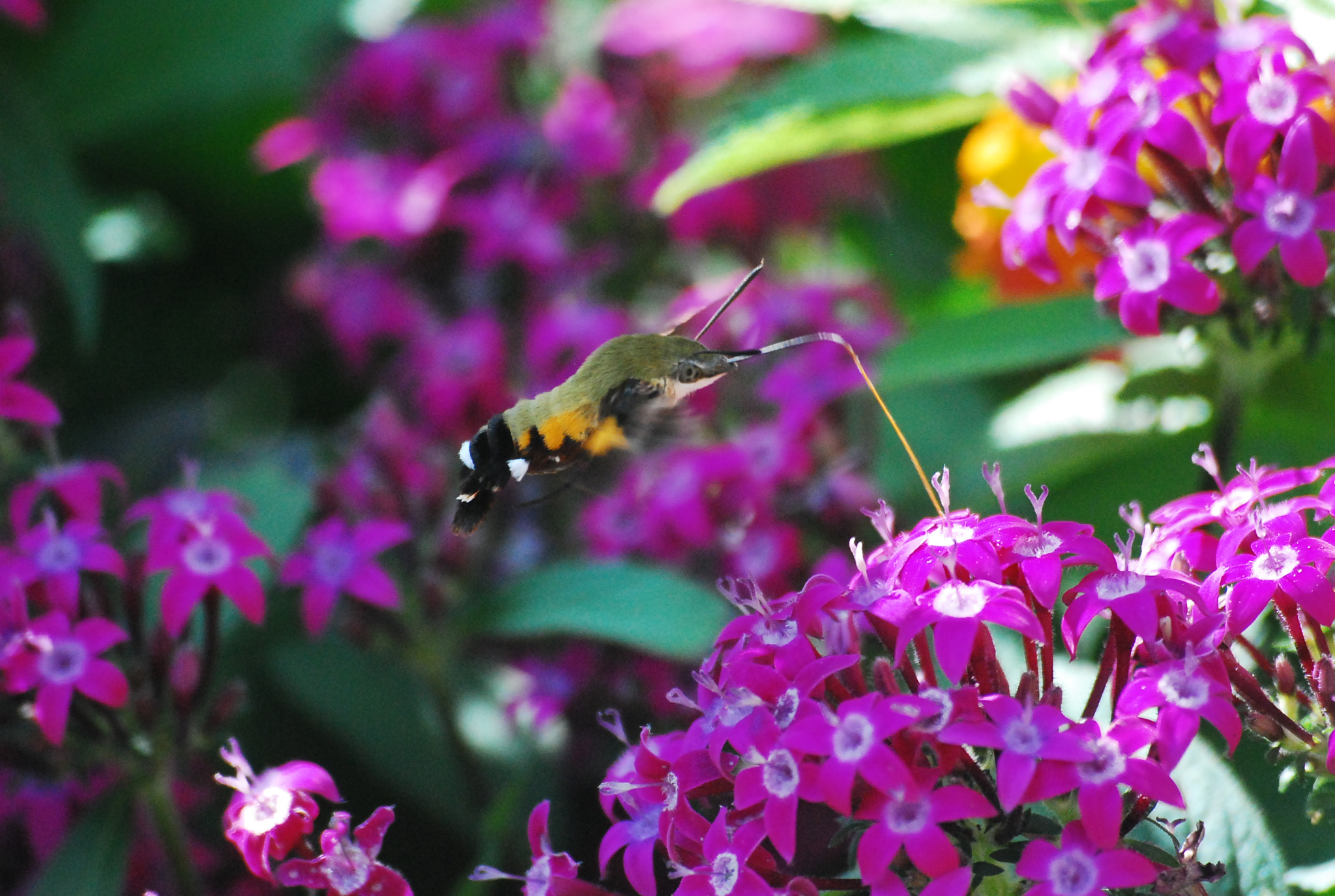 Sigma 70-300mm F4-5.6 APO DG Macro sample photo. 검은꼬리박각시나방 photography