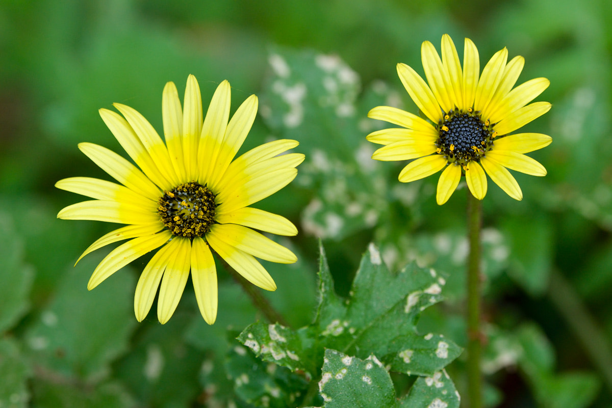 Nikon AF Micro-Nikkor 200mm F4D ED-IF sample photo. Flor silvestre photography